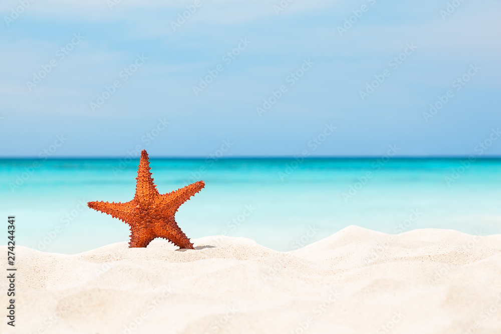 Starfish on the white sandy beach. Starfish on the white sandy beach.