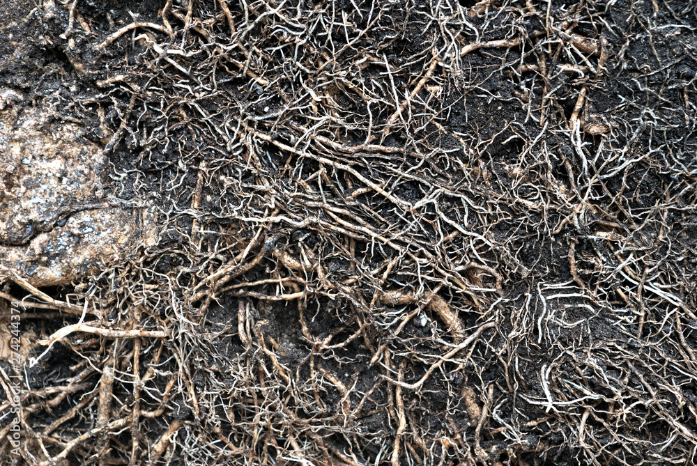 The root of the frangipani tree