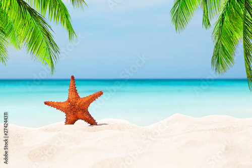 Starfish on the white sandy beach.