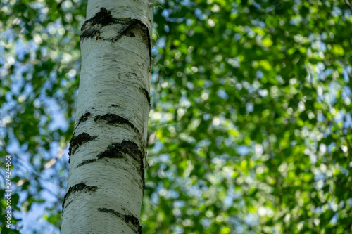 Birch trunk and sun rays in natural summer birch forest on elegant green bokeh lush foliage background
