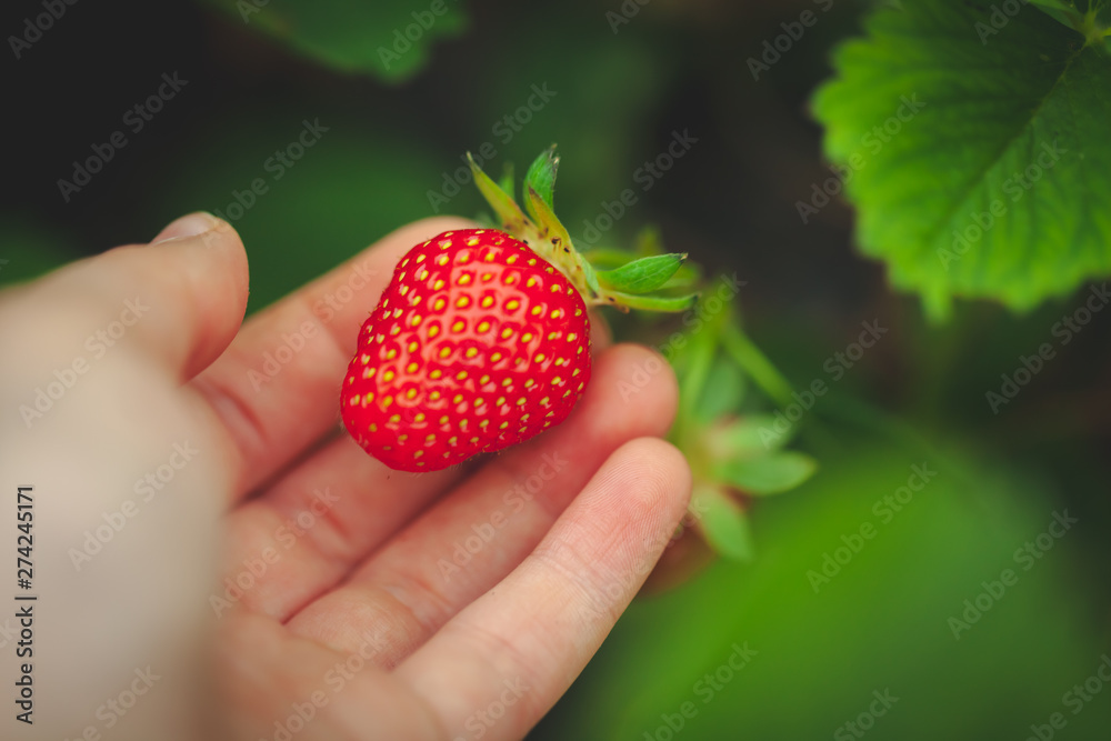 Obraz premium hands holding handful of ripe strawberries, farm field