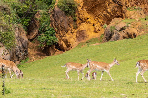 mothers deer with their fawns, next to a herd of females