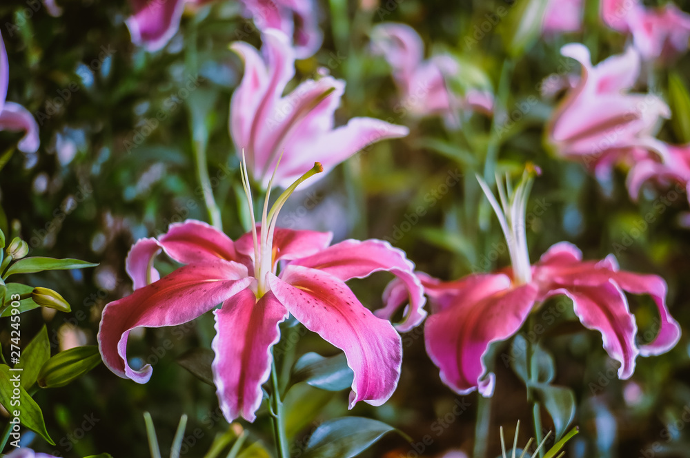 Pink Lily Sweet Pink Lily Sweet