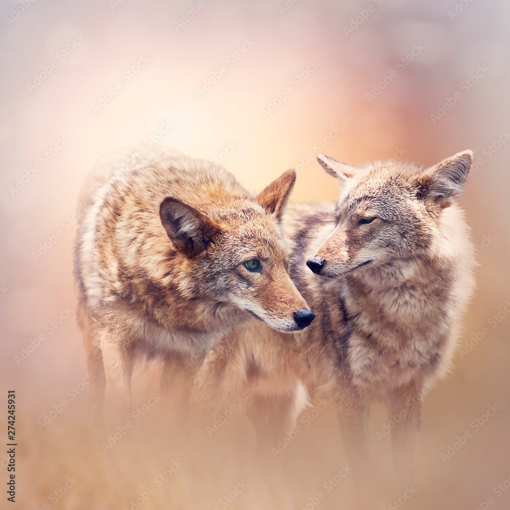 Fototapeta premium Young coyotes at sunset