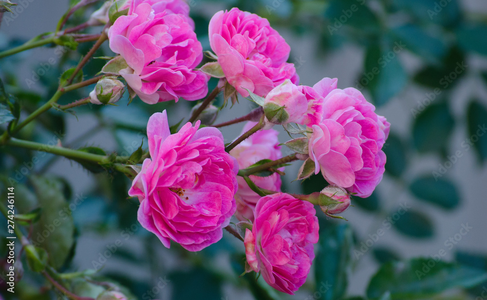 pink small roses