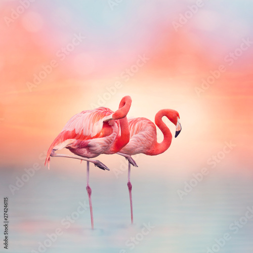 Two Pink flamingos at sunset