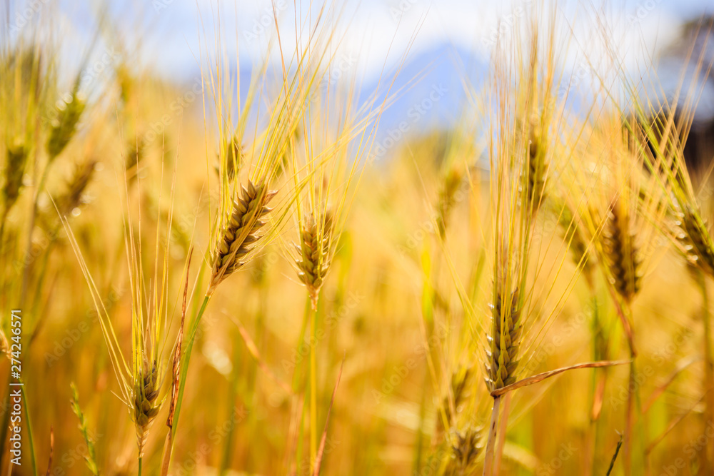 Agriculture field: Ripe ears of wheat, harvest Agriculture field: Ripe ears of wheat, harvest