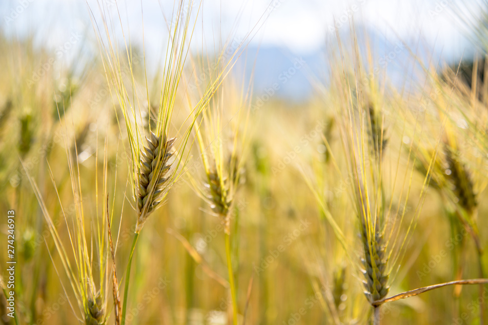 Agriculture field: Ripe ears of wheat, harvest Agriculture field: Ripe ears of wheat, harvest