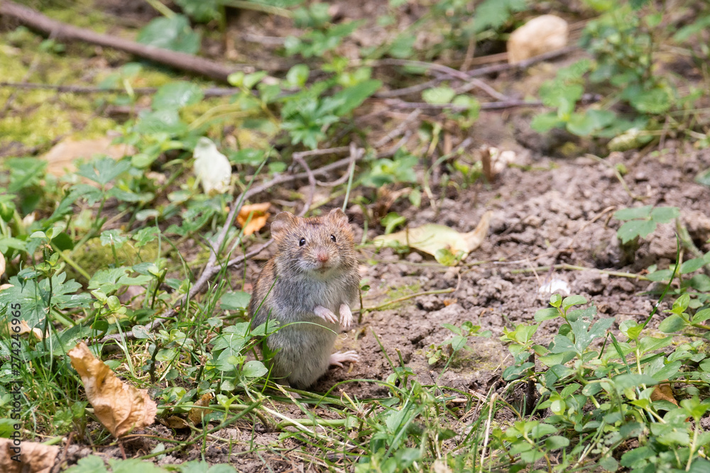 The striped field mouse The striped field mouse