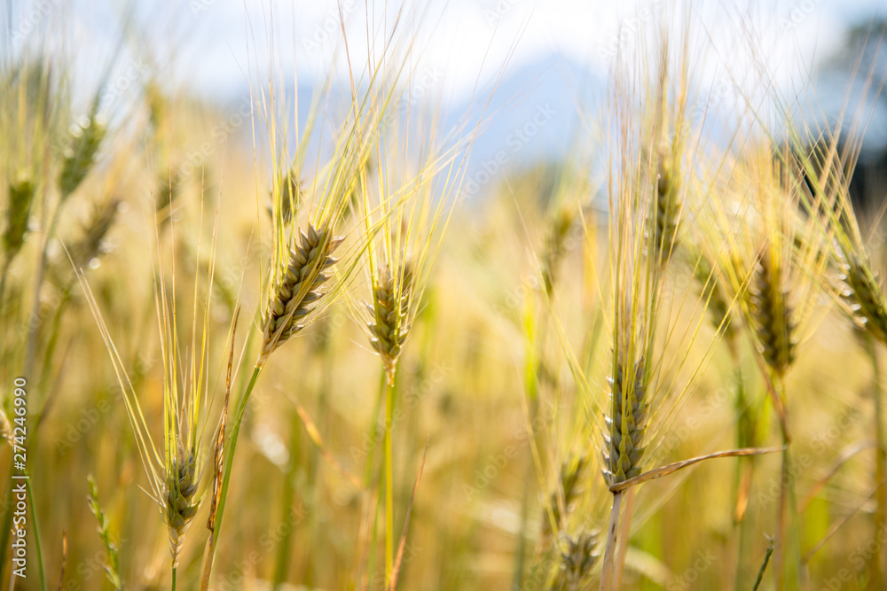 Agriculture field: Ripe ears of wheat, harvest