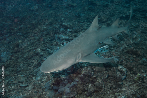 Lemon Shark  Negaprion brevirostris  of Moorea island.