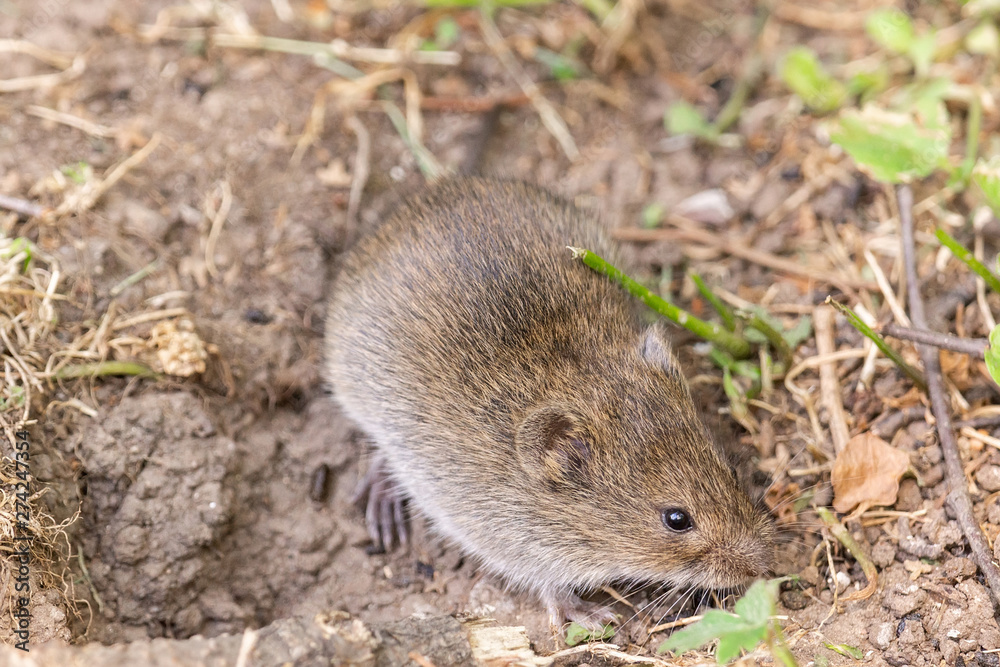 The striped field mouse The striped field mouse
