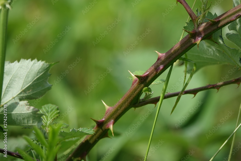 Naklejka premium épines macro