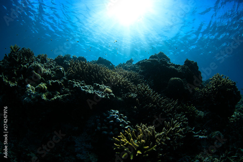 太陽を浴びるサンゴ礁 © Takashi Nagaku