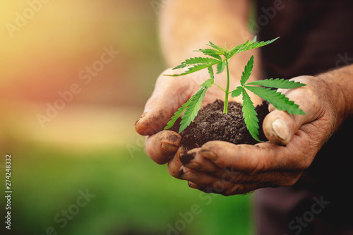 Fotografie Farmer hands holds baby cannabis plant