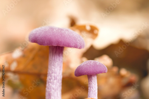 A pair of amethyst deceiver purple mushrooms close up photo