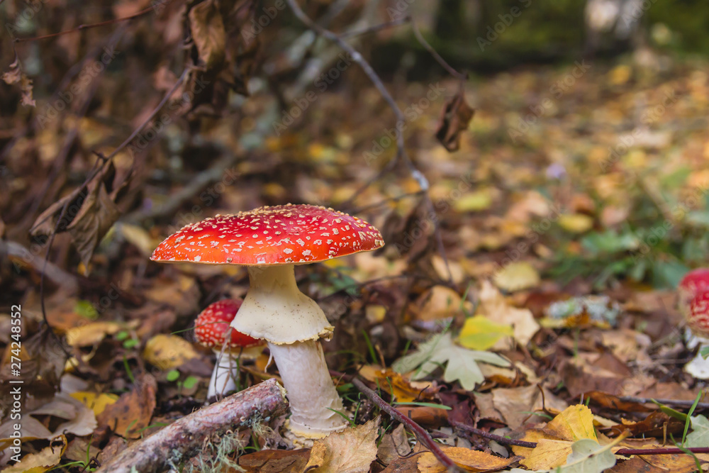 Fly agaric mushrooms growing in autumn Fly agaric mushrooms growing in autumn