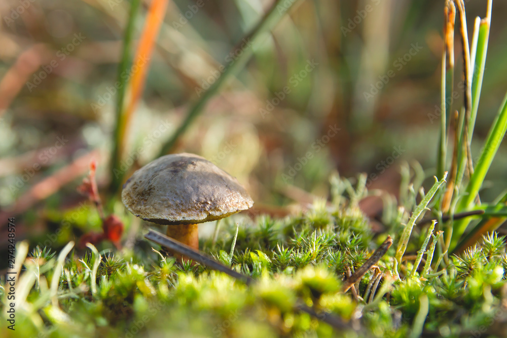 Small bolete toadstool on the green moss Small bolete toadstool on the green moss