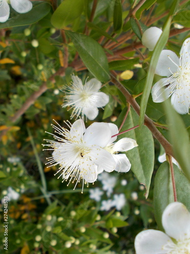 fragrant clematis  flammula. photo