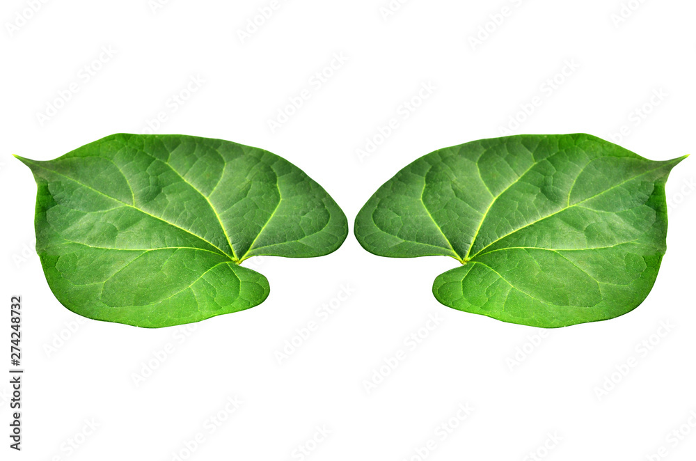 The young peepul leafs with the white background and clipping path The young peepul leafs with the white background and clipping path