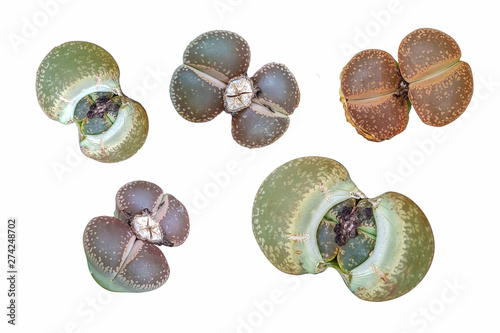Lithops, of the Aizoaceae family, which are also called pebble plants because of their appearance: photo