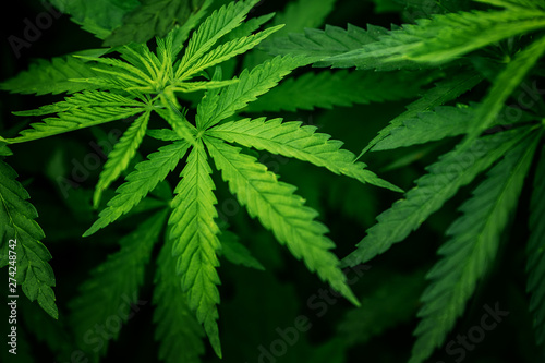 Cannabis on dark background. Marijuana leaves green copy space