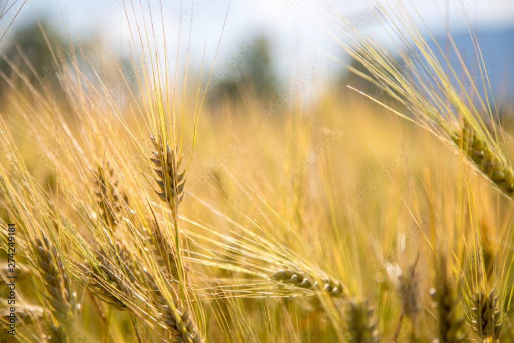 Agriculture field: Ripe ears of wheat, harvest Agriculture field: Ripe ears of wheat, harvest