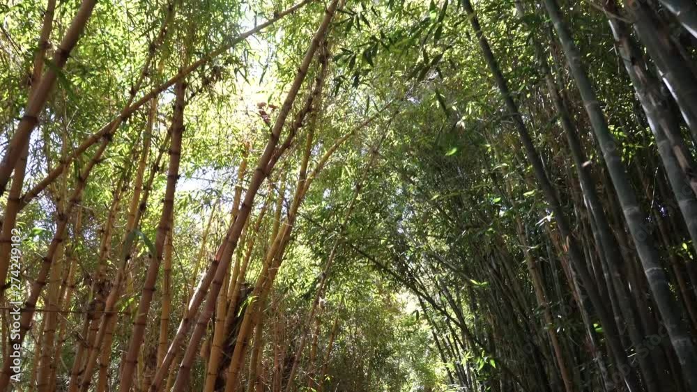 Camera travelling through bamboo path in Morocco Camera travelling through bamboo path in Morocco