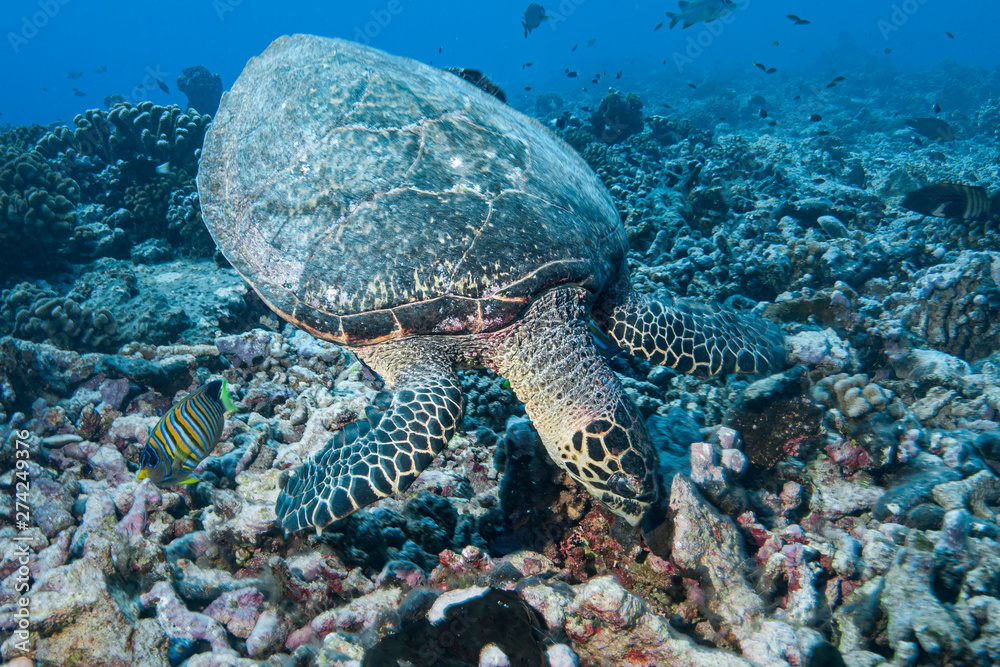 Fototapeta premium Hawksbill turtle (Eretmochelys imbricata) of Rangiroa atoll, French Polynesia.