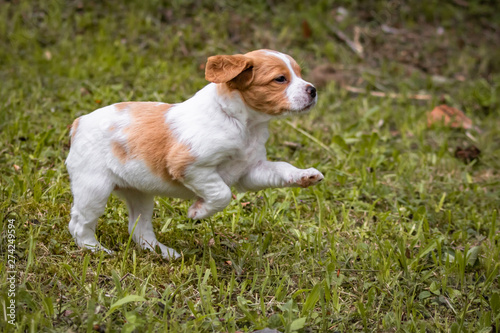 cute and curious brown and white brittany spaniel baby dog, puppy portrait running  exploring