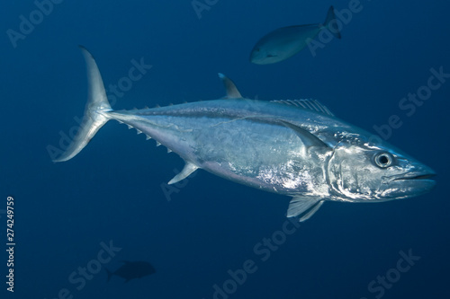 Tuna fish of Rangiroa atoll, French Polynesia. © Vincent Pommeyrol