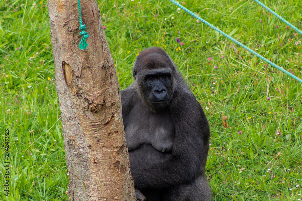 Obraz premium Gorillas enjoying and playing inside their enclosure