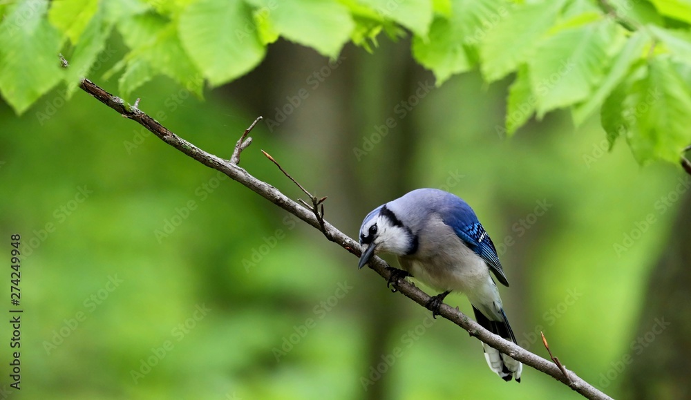 Blue jay (Cyanocitta cristata) in the city park Blue jay (Cyanocitta cristata) in the city park