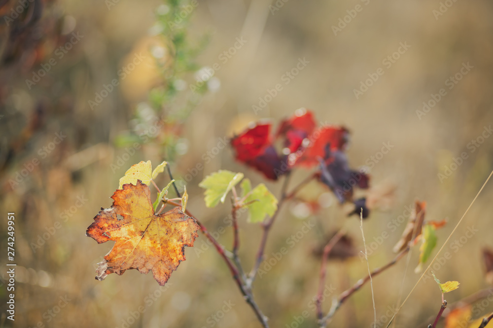 Autumn vineyard. Nature blurred backdrop. Shallow depth of field. Toned image. Copy space. Art photography. Autumn vineyard. Nature blurred backdrop. Shallow depth of field. Toned image. Copy space. Art photography.