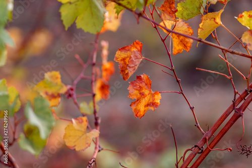 Autumn vineyard. Soft focus. Autumn yellow leaves of grapes.