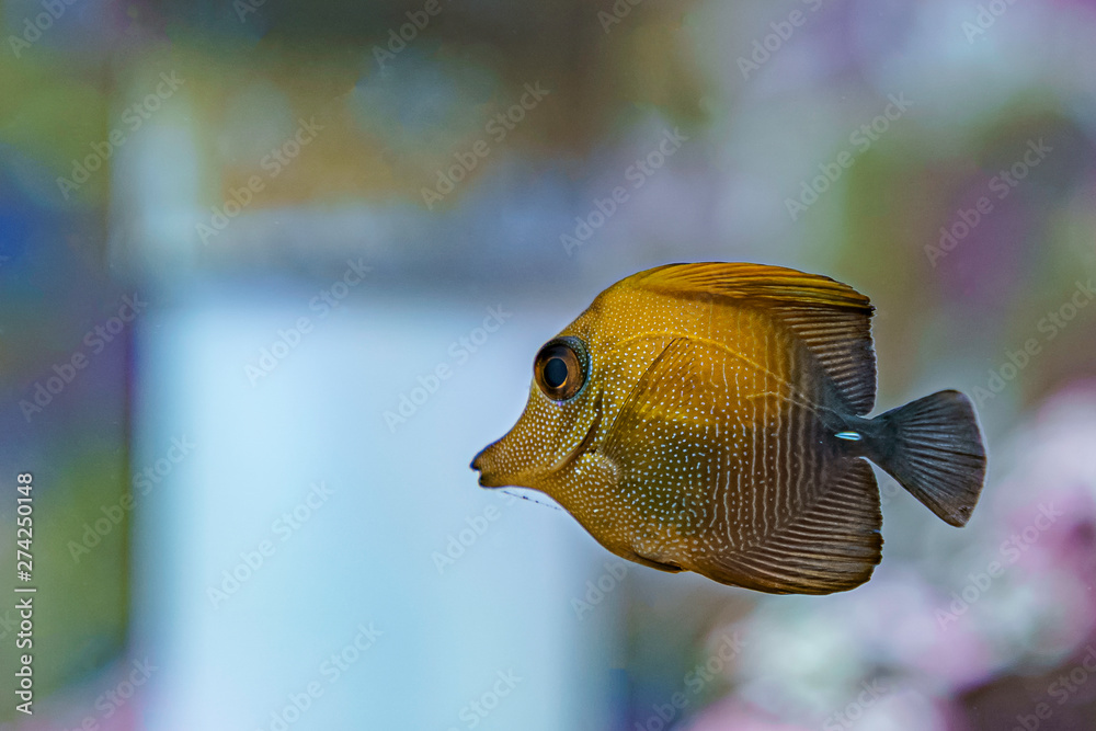 ゴマハギ
