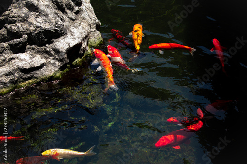 Koi fish