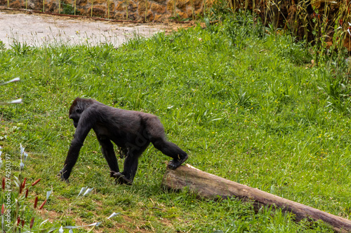 Gorillas enjoying and playing inside their enclosure