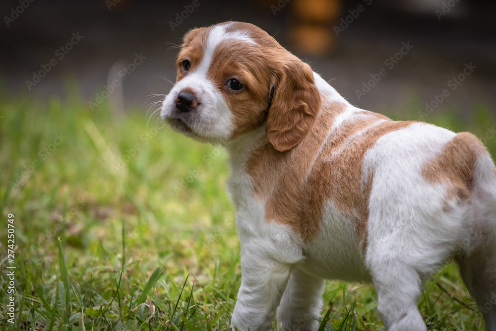 cute and curious brown and white brittany spaniel baby dog, puppy portrait isolated exploring