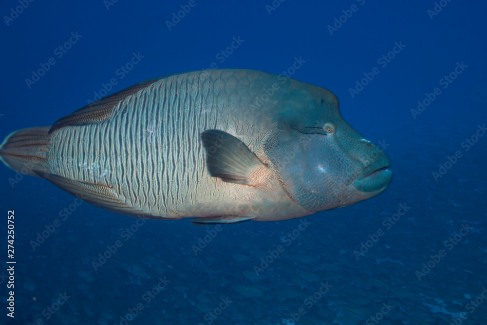 Napoleon fish (Cheilinus undulatus) of Rangiroa atoll, French Polynesia.