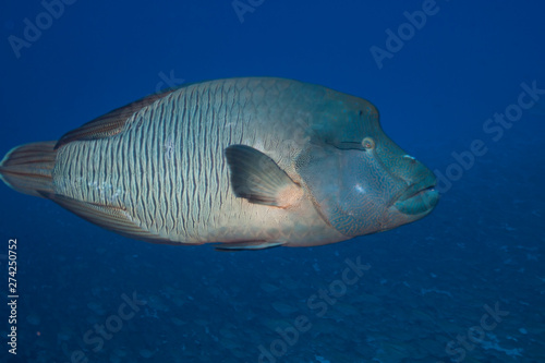 Napoleon fish (Cheilinus undulatus) of Rangiroa atoll, French Polynesia. © Vincent Pommeyrol