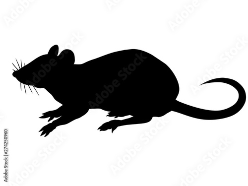 Silhouette of the rat isolated on white background.