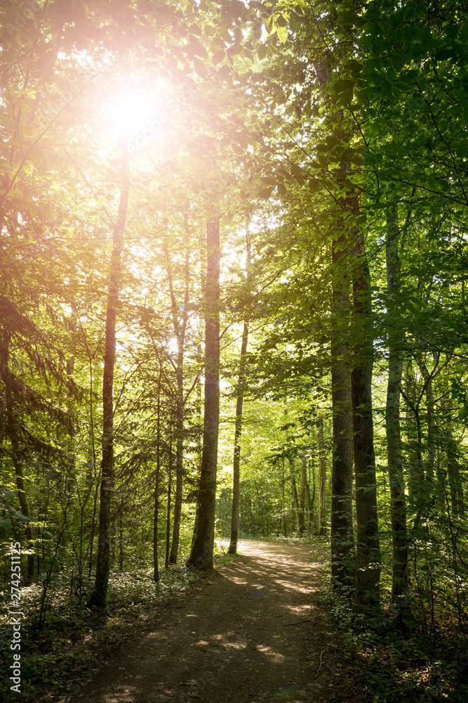 Fototapeta premium Impressive trees in the forest. Fresh green leaves and sunshine, springtime. Bottom view.