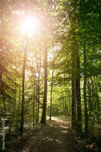 Impressive trees in the forest. Fresh green leaves and sunshine  springtime. Bottom view.