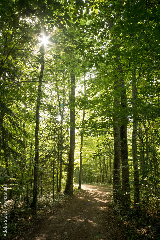 Naklejka premium Impressive trees in the forest. Fresh green leaves and sunshine, springtime. Bottom view.