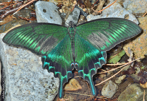 Butterfly (Papilio maackii) 36 photo