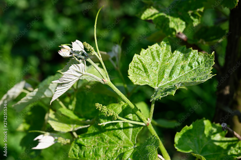 Small buds of flowers on the vine with green leaves. Small buds of flowers on the vine with green leaves.
