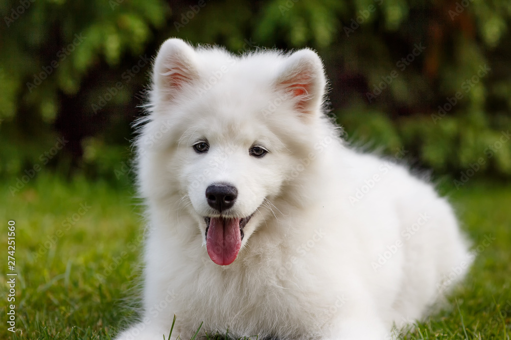 White puppy samoyed husky