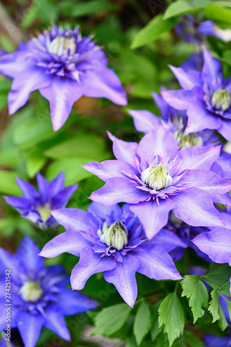 Blue flower clematis on plant.