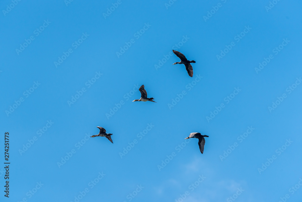 Flock of Cormorants Flying in Formation in a Clear Blue Sky